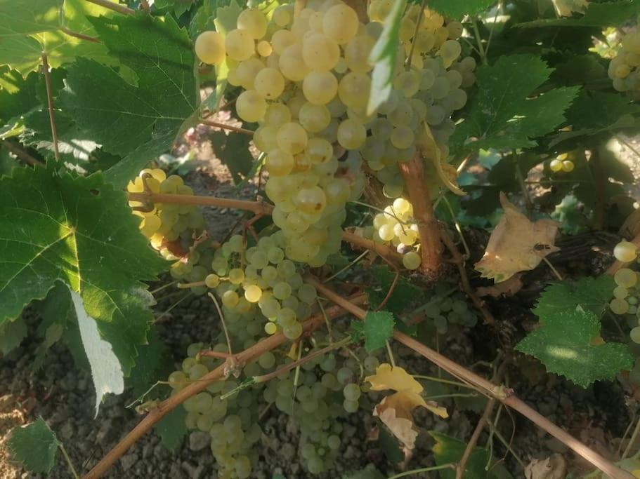 Photo of Others in Argassi