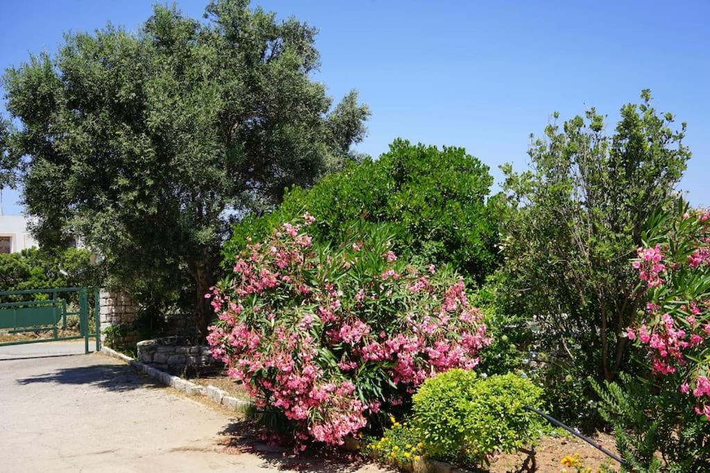 Photo of Others in Kithira