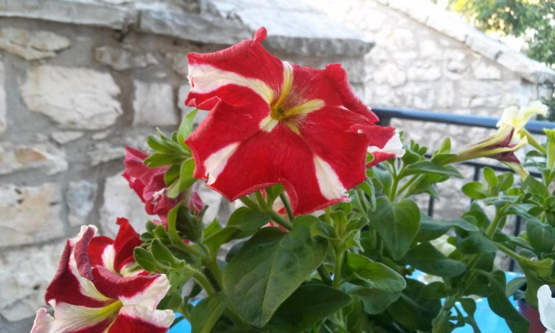 Photo of Others in Mikros Gialos