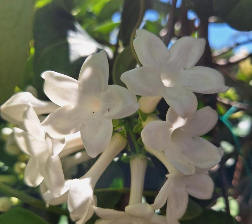 Photo of Others in Koutsouras