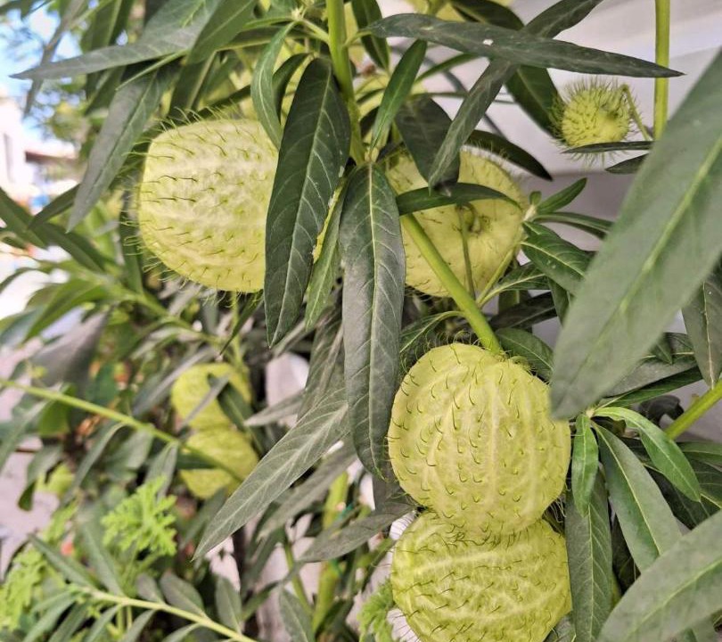 Photo of Others in Koutsouras