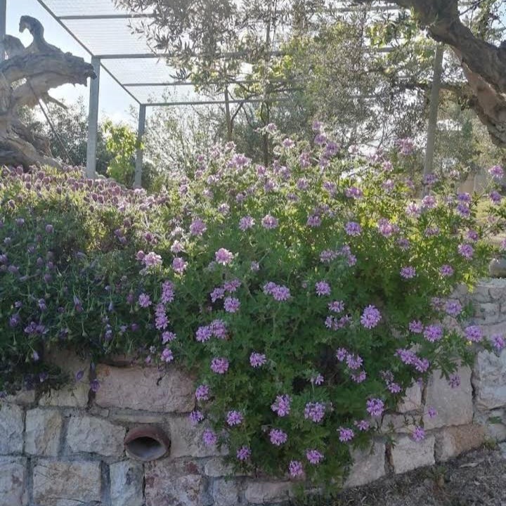 Photo of Buildings in Koroni