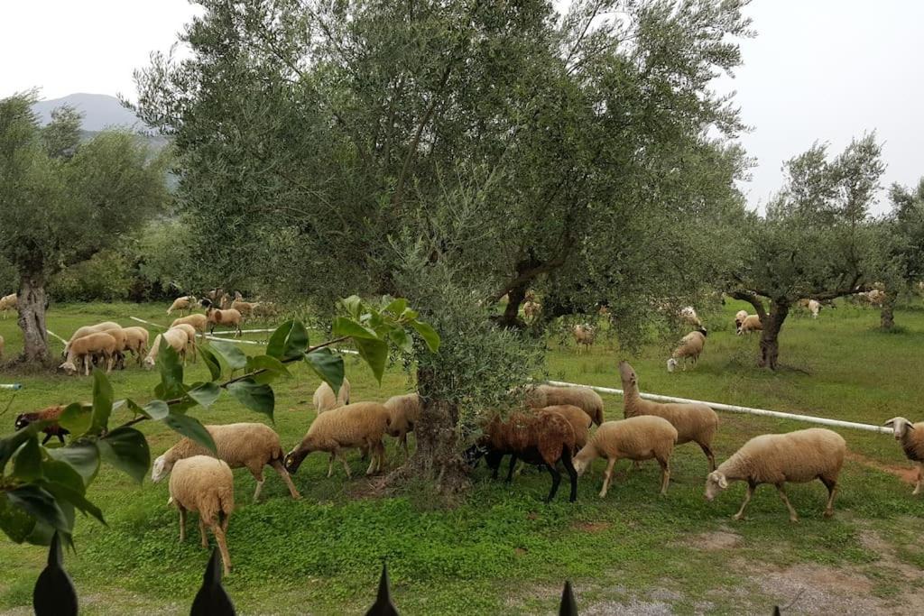 Photo of Others in Arfara