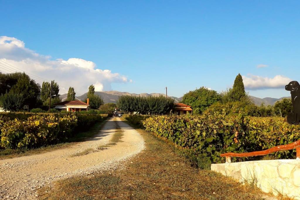 Photo of Others in Zakynthos
