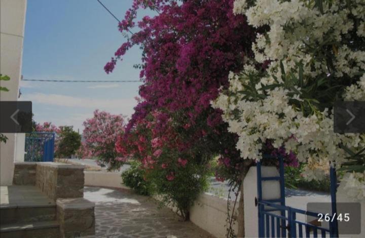 Photo of Others in Paros