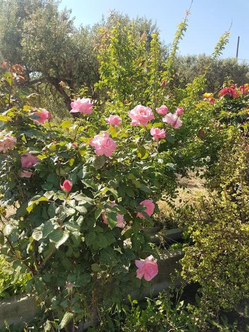 Photo of Outdoor in Sitia