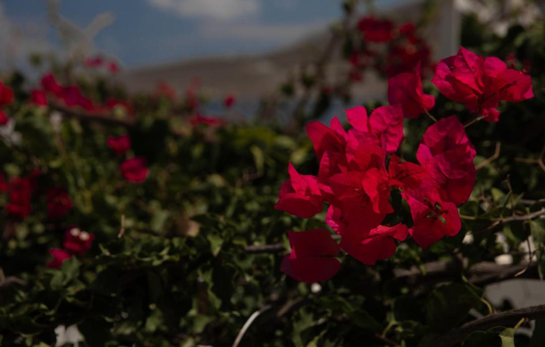 Photo of Others in Tilos