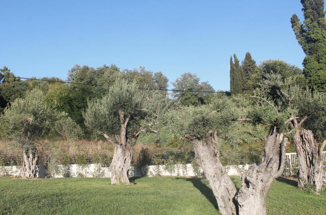 Photo of Others in Corfu Town