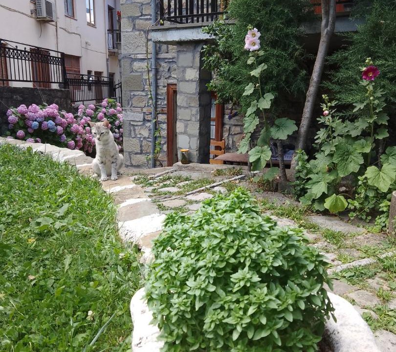 Photo of Others in Metsovo