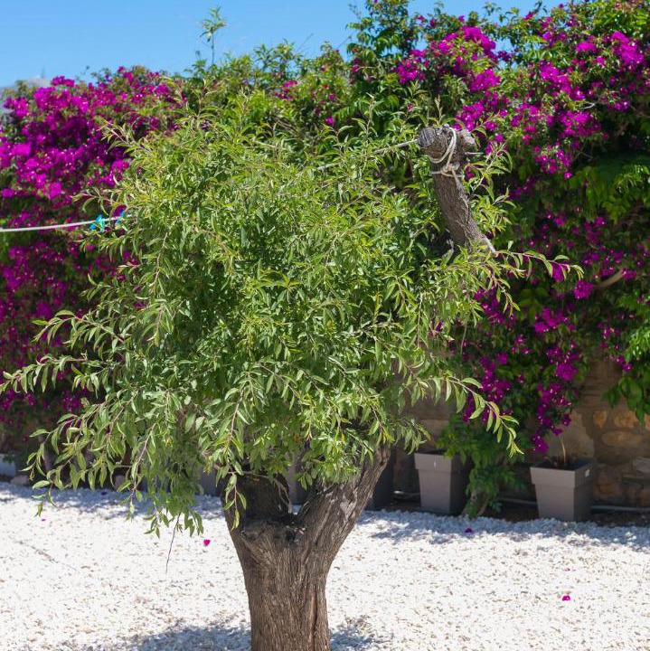 Photo of Outdoor in Aliki