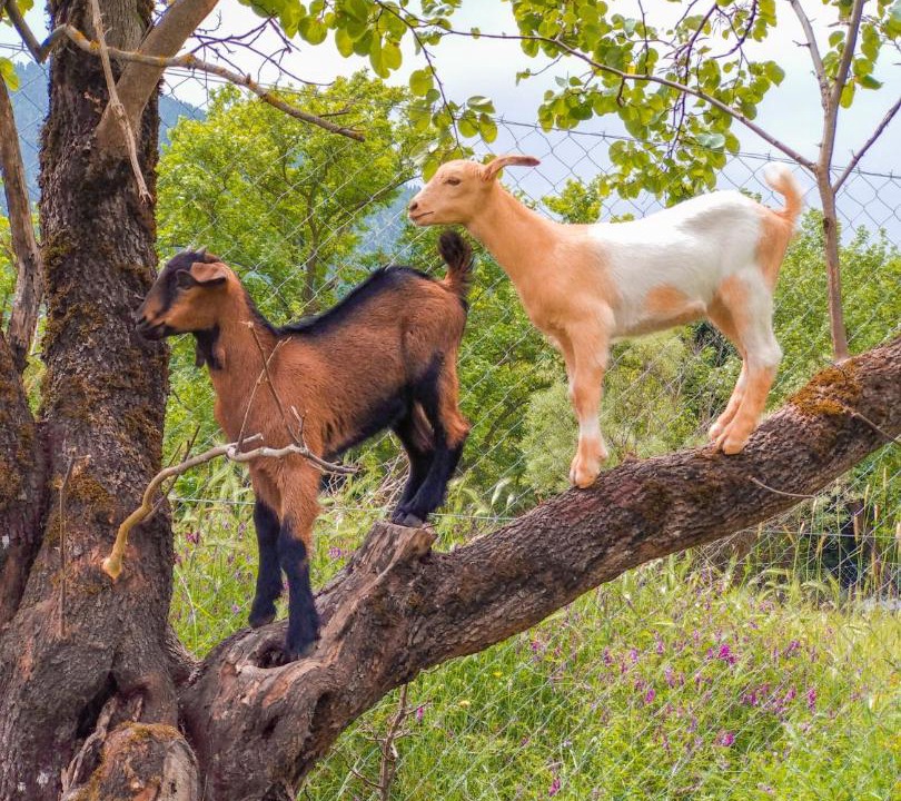 Photo of Others in Kakalioraiika