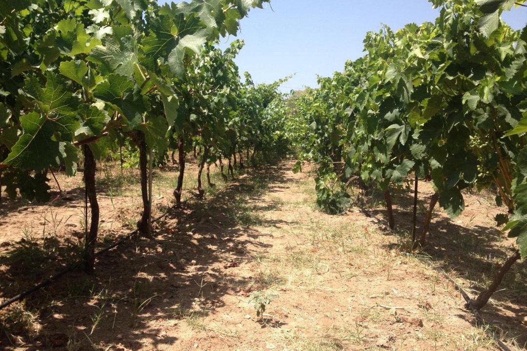 Photo of Outdoor in Lesbos