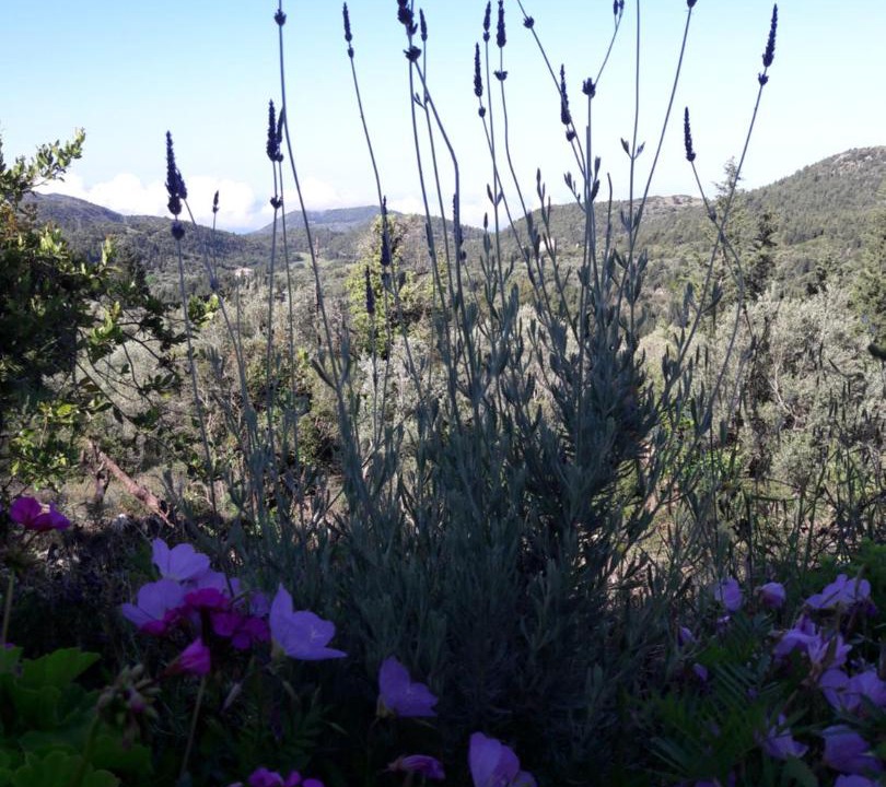 Photo of Outdoor in Chortata