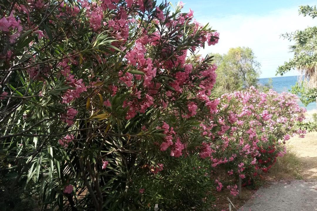 Photo of Outdoor in Kalamion