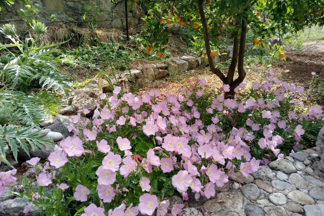 Photo of Others in Kalamion