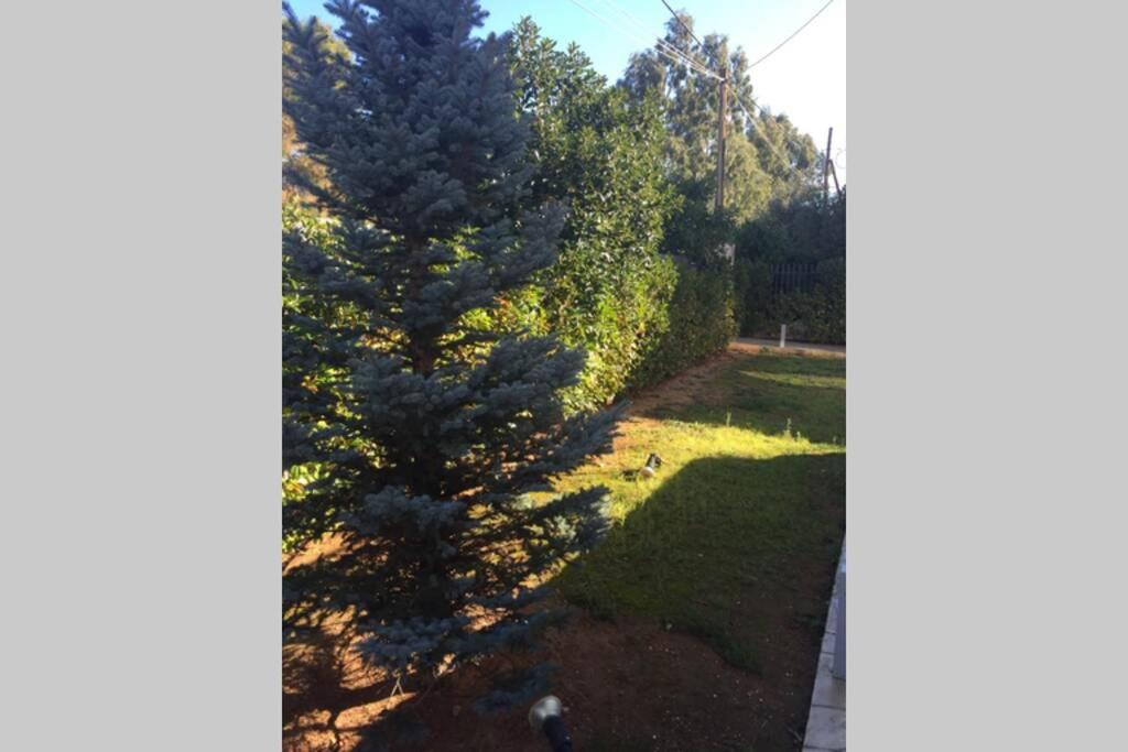 Photo of Outdoor in Palaia Fokaia
