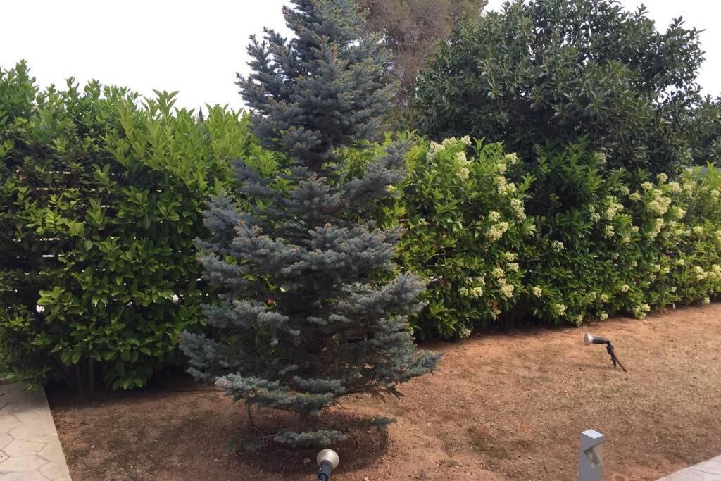Photo of Outdoor in Palaia Fokaia