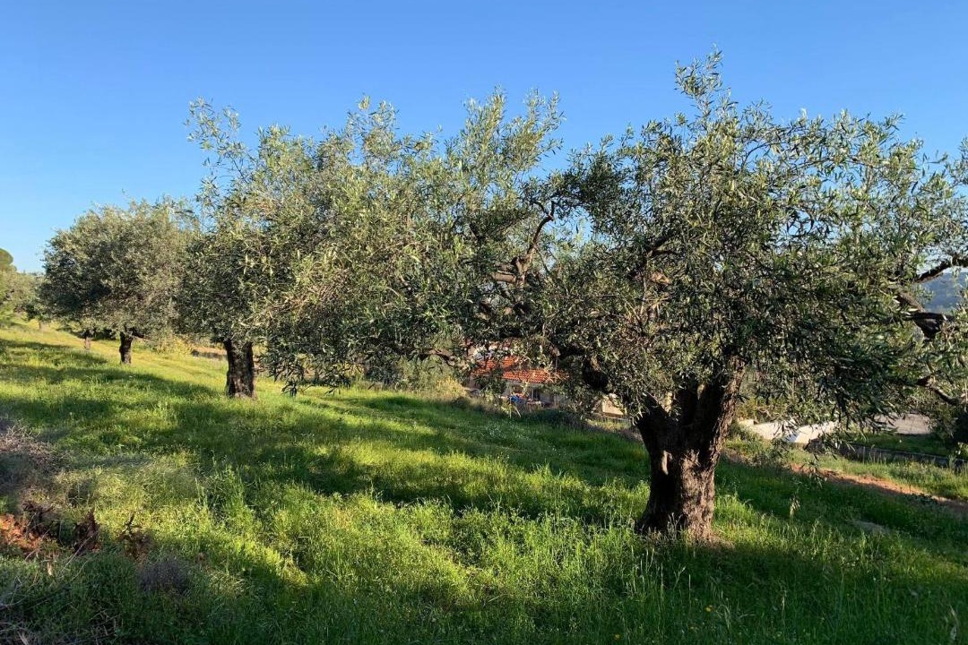 Photo of Outdoor in Markopoulo Mesogaias