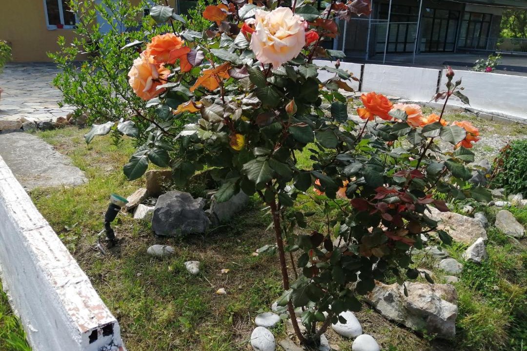 Photo of Outdoor in Paralia Pantaleimonos