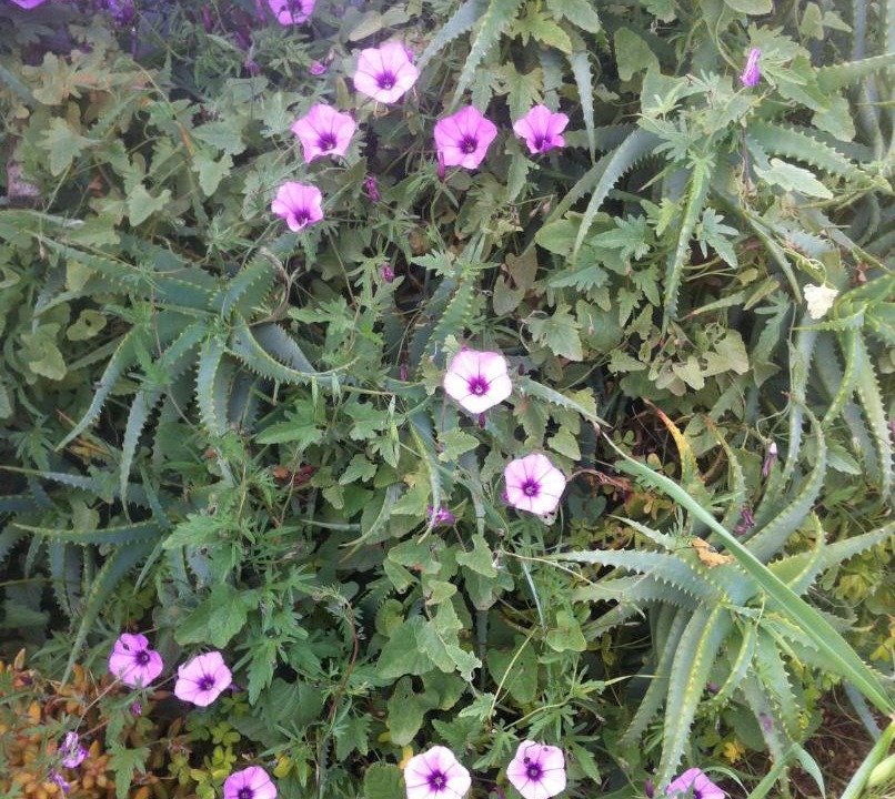 Photo of Outdoor in Sitia
