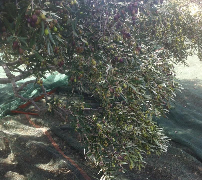 Photo of Outdoor in Sitia