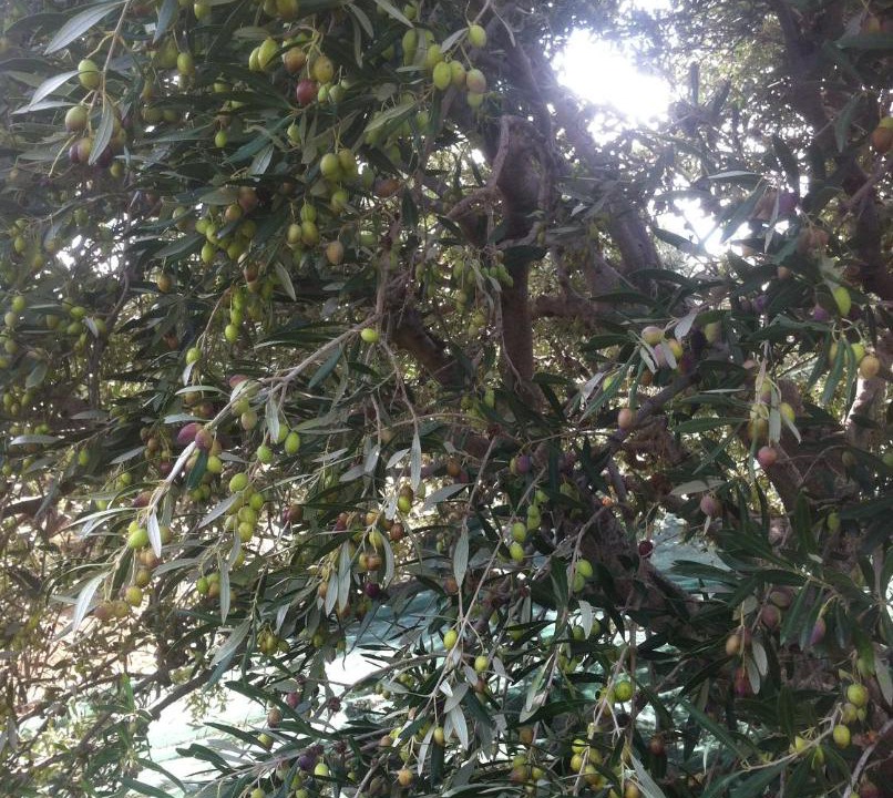 Photo of Outdoor in Sitia