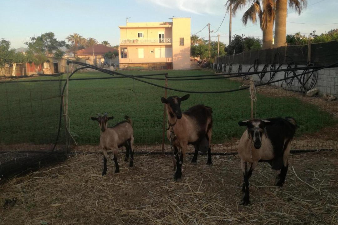 Photo of Others in Stavromenos