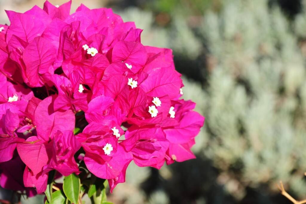 Photo of Others in Naxos