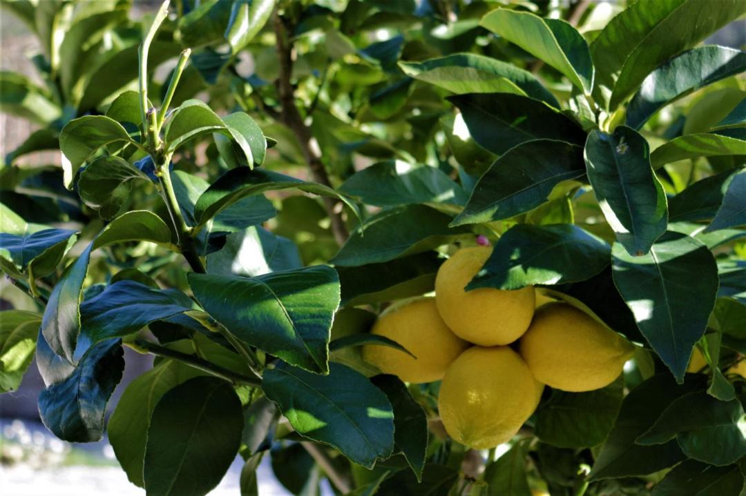 Photo of Others in Giannades