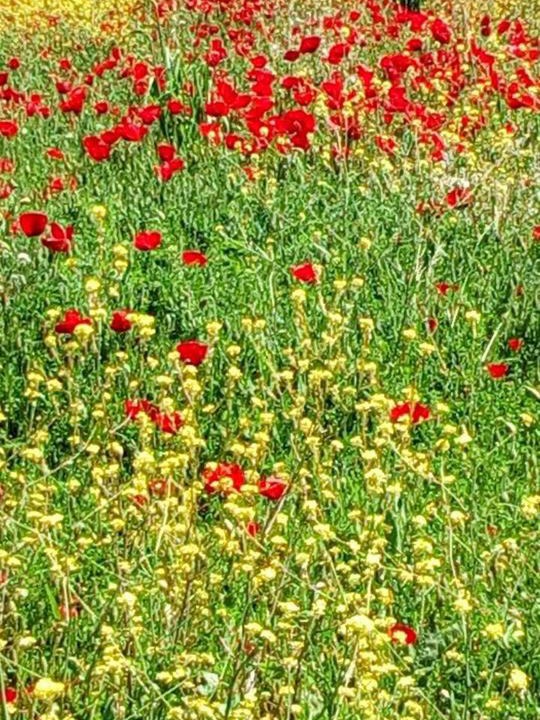Photo of Outdoor in Mesaia Trikala