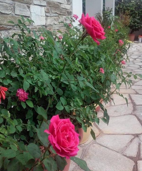 Photo of Others in Agios Ioannis
